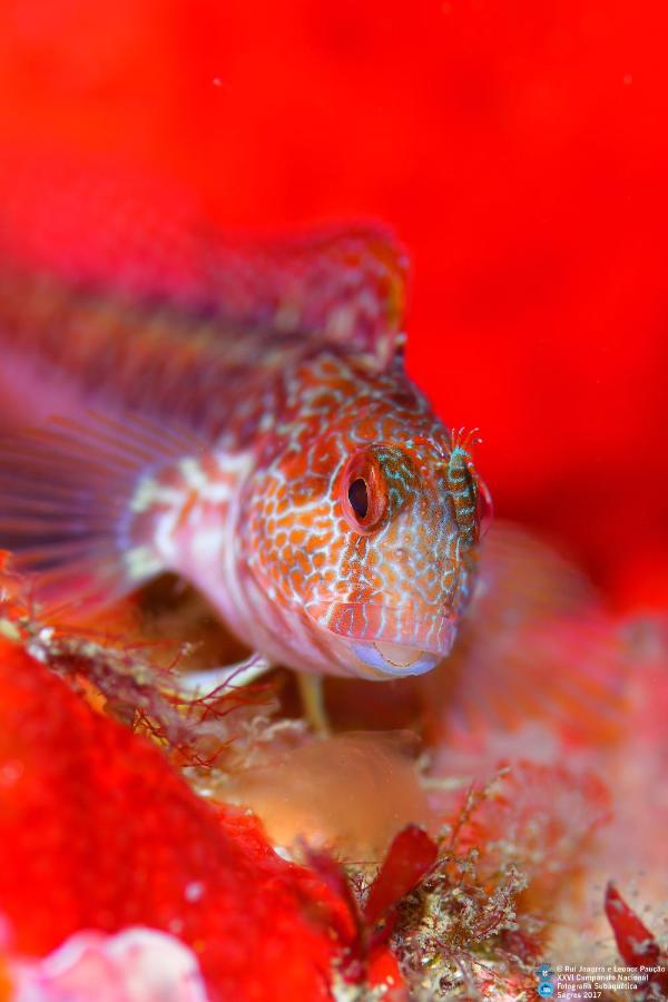 Puravida Divehouse Bed and Breakfast Sagres Buitenkant foto